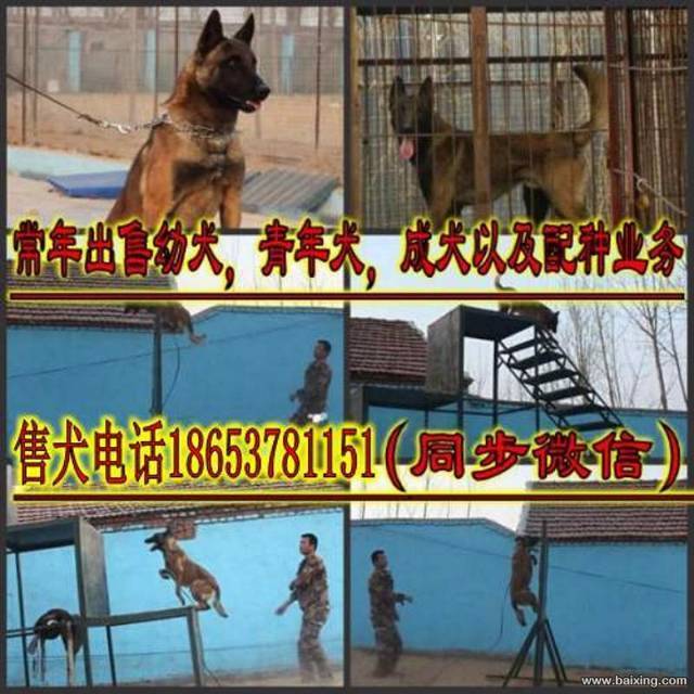 纯种双血统马犬出售.哪里有卖马犬幼犬的